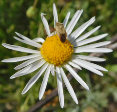 Aphanostephus riddellii