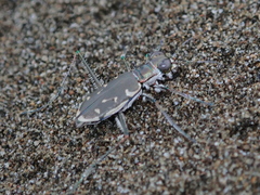 Opilidia macrocnema