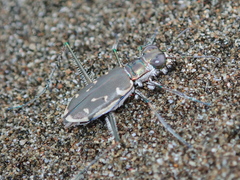 Opilidia macrocnema
