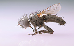 Opsidia