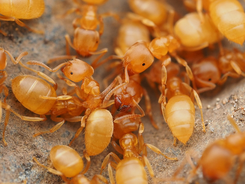 短角毛蚁Lasius brevicornis