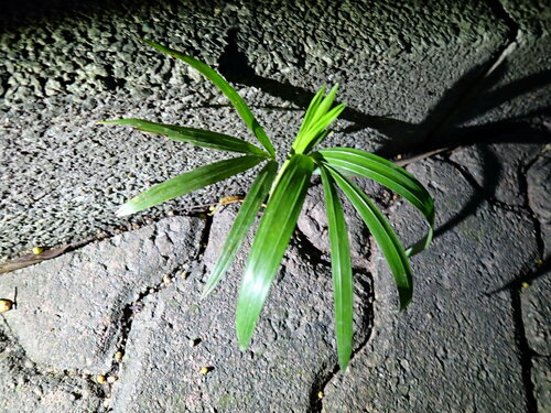 Image of Rhapis excelsa by (c) W Rao, some rights reserved (CC BY)