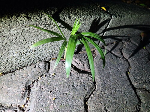 Rhapis excelsa
