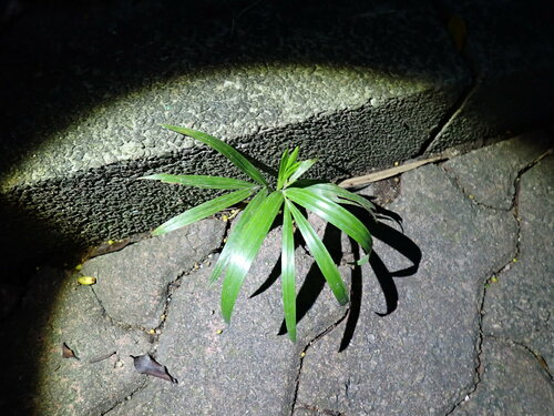 Rhapis excelsa