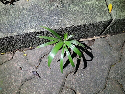 Rhapis excelsa
