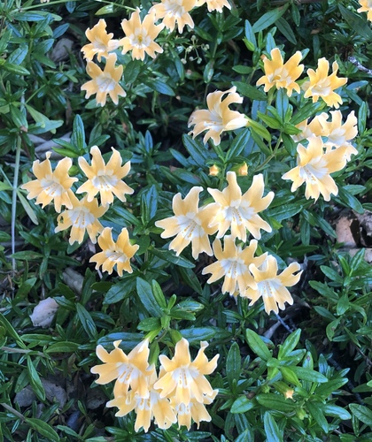 iNaturalist observation photo of Monterey Monkeyflower