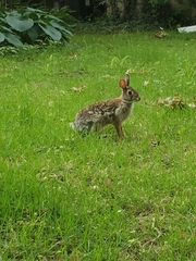 Sylvilagus floridanus