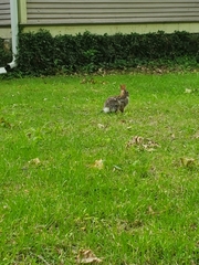 Sylvilagus floridanus