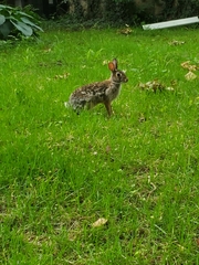 Sylvilagus floridanus