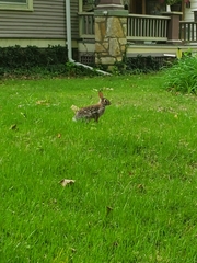 Sylvilagus floridanus