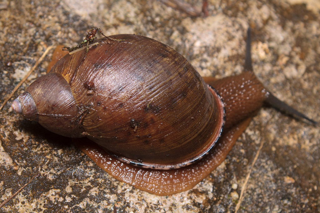 Plekocheilus coloratus