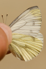 Pieris bryoniae