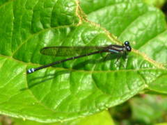 Argia indicatrix