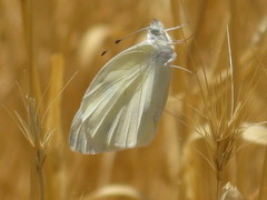 Lepidoptera
