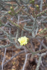 Cylindropuntia tesajo
