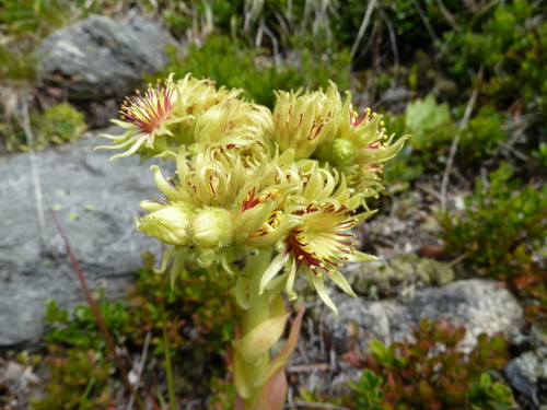 Image of Sempervivum wulfenii by (c) Andreas Taeger, some rights reserved (CC BY)