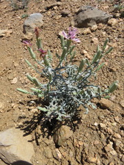 Stephanomeria parryi