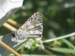 Lepidoptera