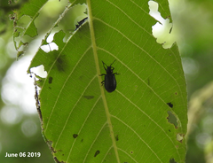 Gastrolina thoracica