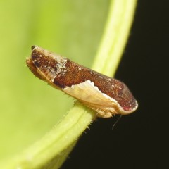 Norvellina pulchella
