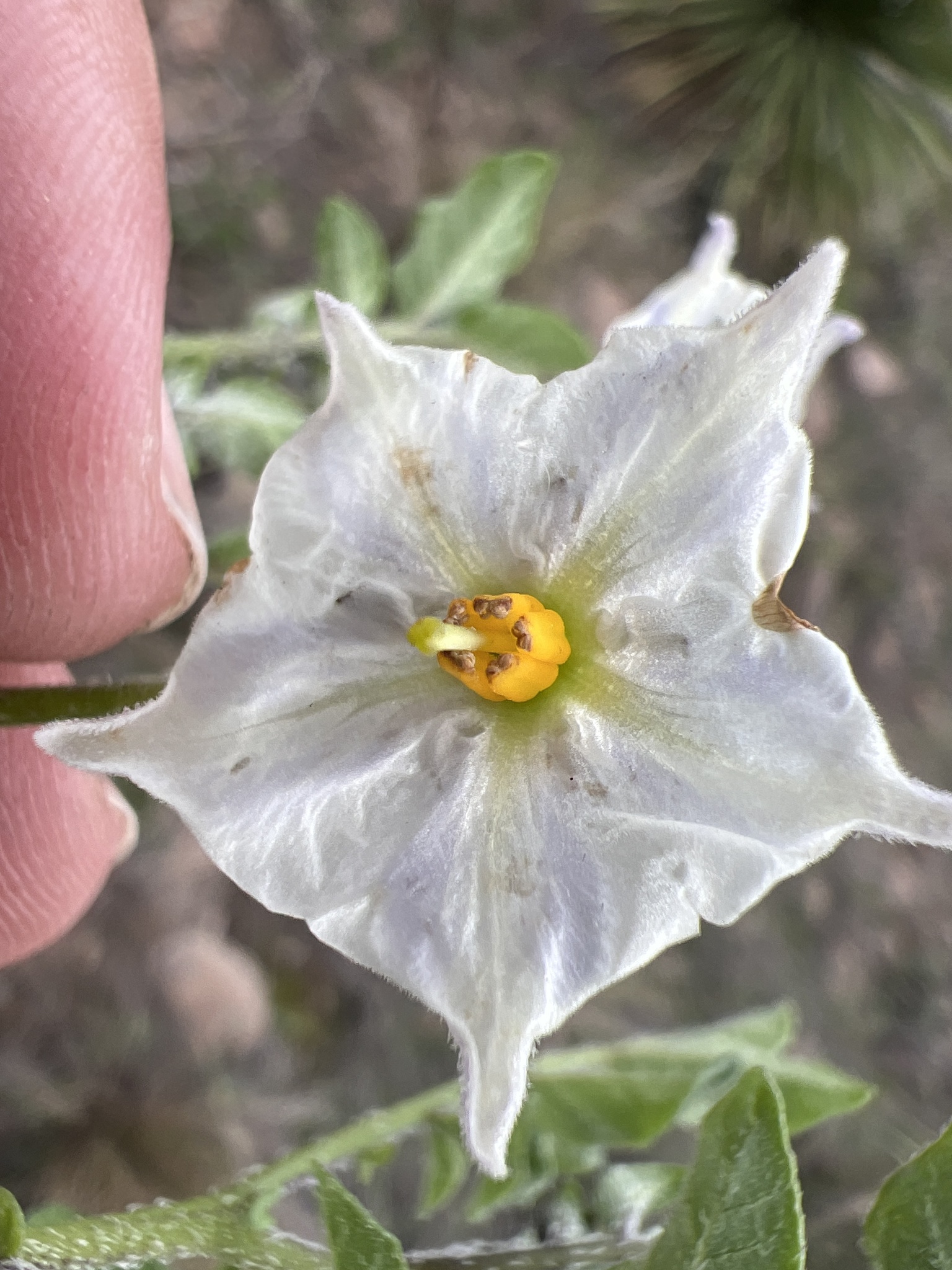 Solanum X edinense