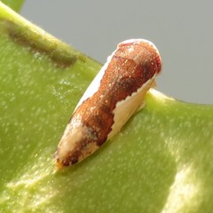 Norvellina pulchella