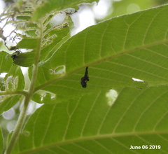 Gastrolina thoracica