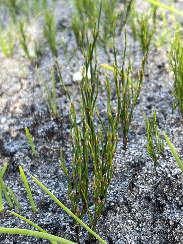 Image of Restio eleocharis by (c) Charleen Brunke, some rights reserved (CC BY)