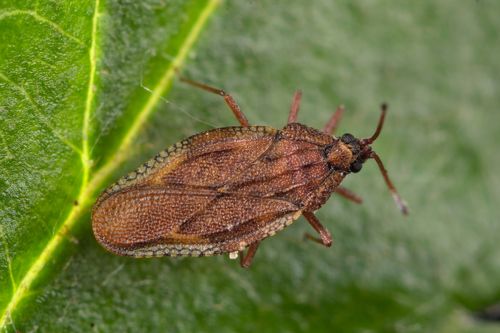 Physatocheila costata