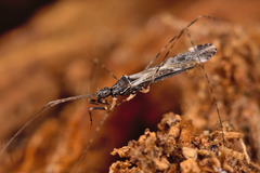 Empicoris baerensprungi