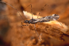 Empicoris baerensprungi