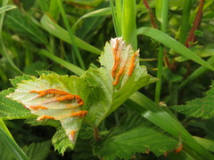 Triphragmium ulmariae