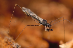 Empicoris baerensprungi