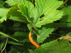 Triphragmium ulmariae