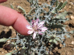 Stephanomeria parryi