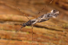 Empicoris baerensprungi