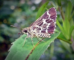 Amblyscirtes aesculapius