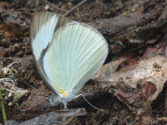 Itaballia demophile centralis