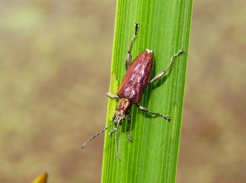 Depressed Aquatic Leaf Beetle, Zuid-Holland, Nederland, photo 6 of 10
