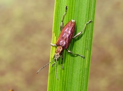 Donacia marginata
