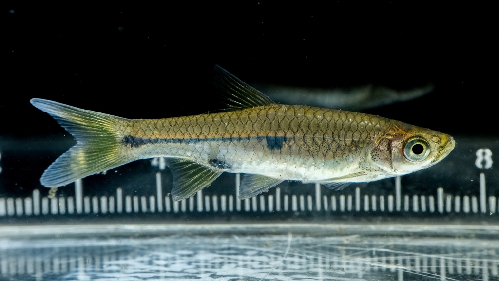 Rasbora aprotaenia
