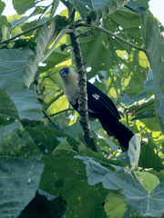Pied Coucal photo 1