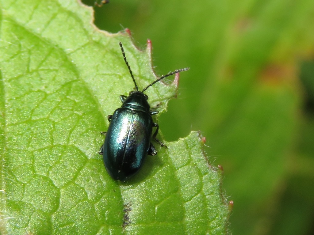 Altica lythri