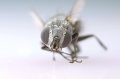 Opsidia