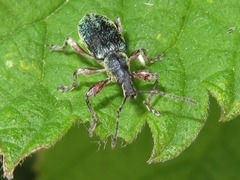 Phyllobius pomaceus