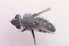 Opsidia