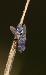 Opsidia