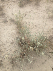 Eriogonum pauciflorum