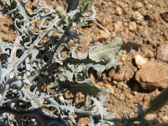 Stephanomeria parryi