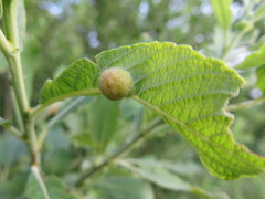 Euura bridgmanii